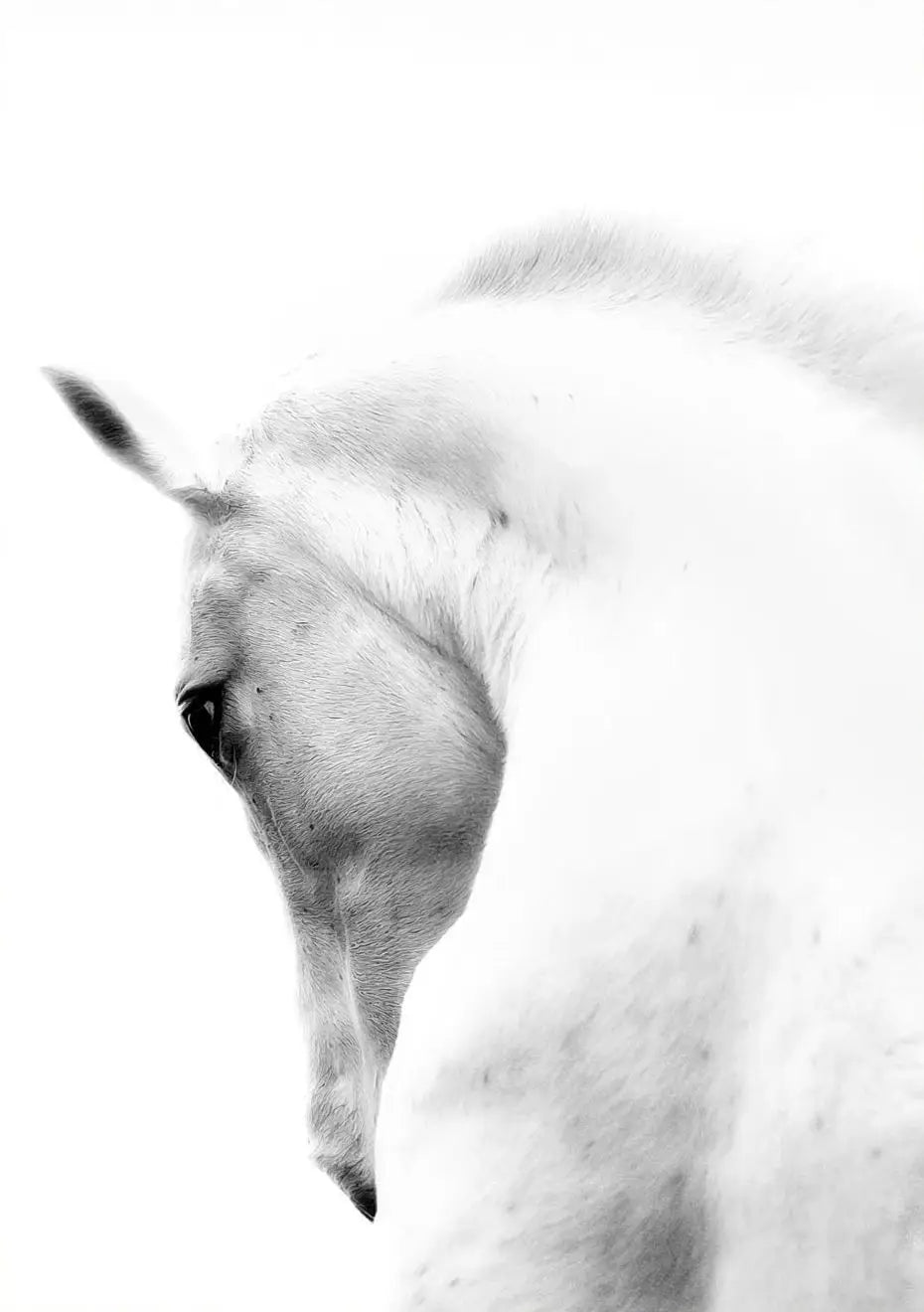 Black and White Horse Portrait Poster Print Canvas Painting Horses Running Animal Wall Picture for Farmhouse Room Home Decor Peaceful Pleasures Health and Wellness 6 40x50cm Unframed