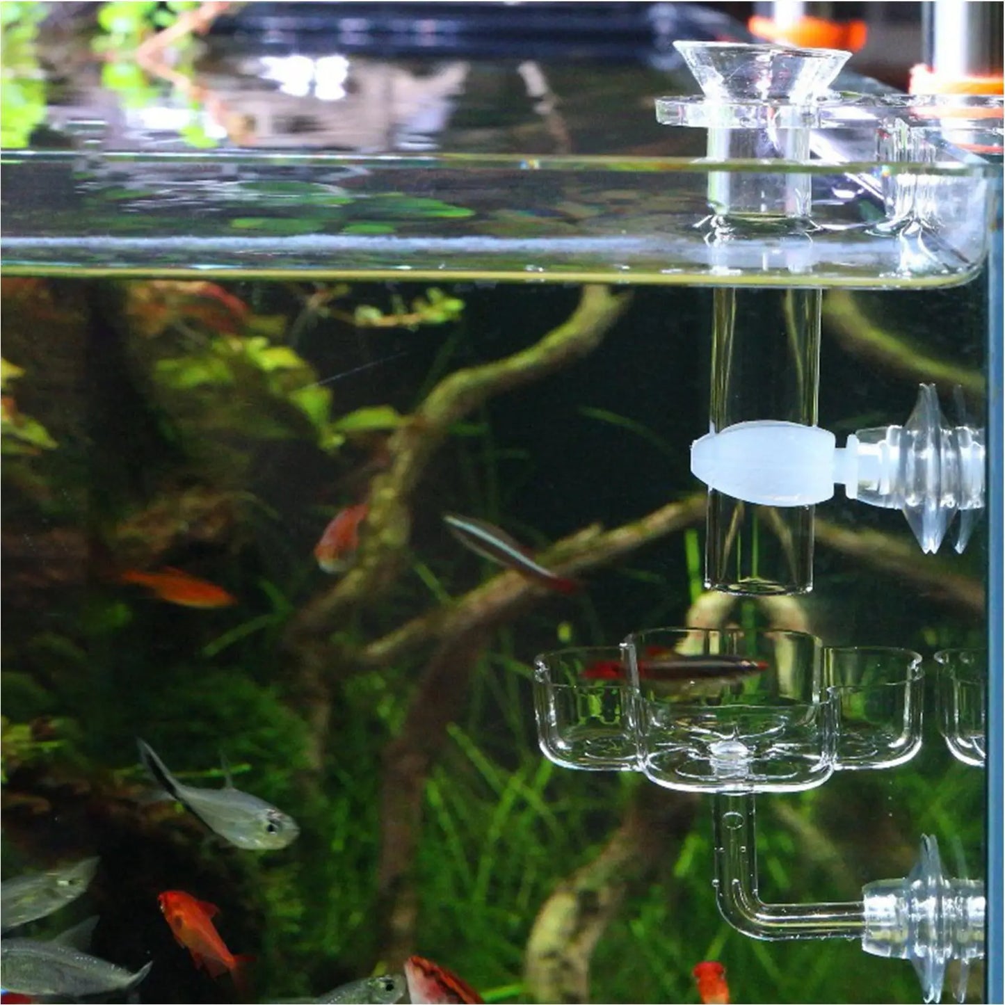 Aquarium Shrimp Feeder Tray | Clear Acrylic Suction Cup Dish