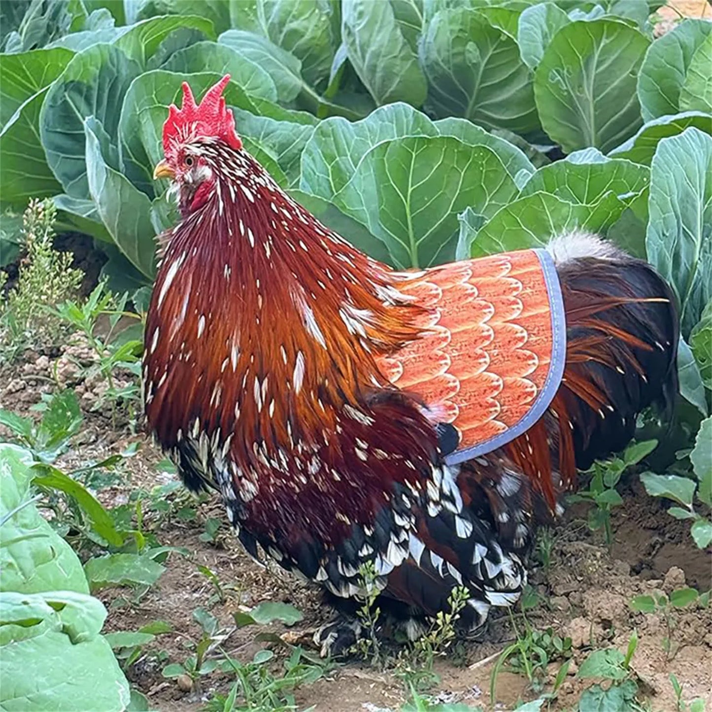 Chicken Saddle for Hens – Adjustable Feather Protector