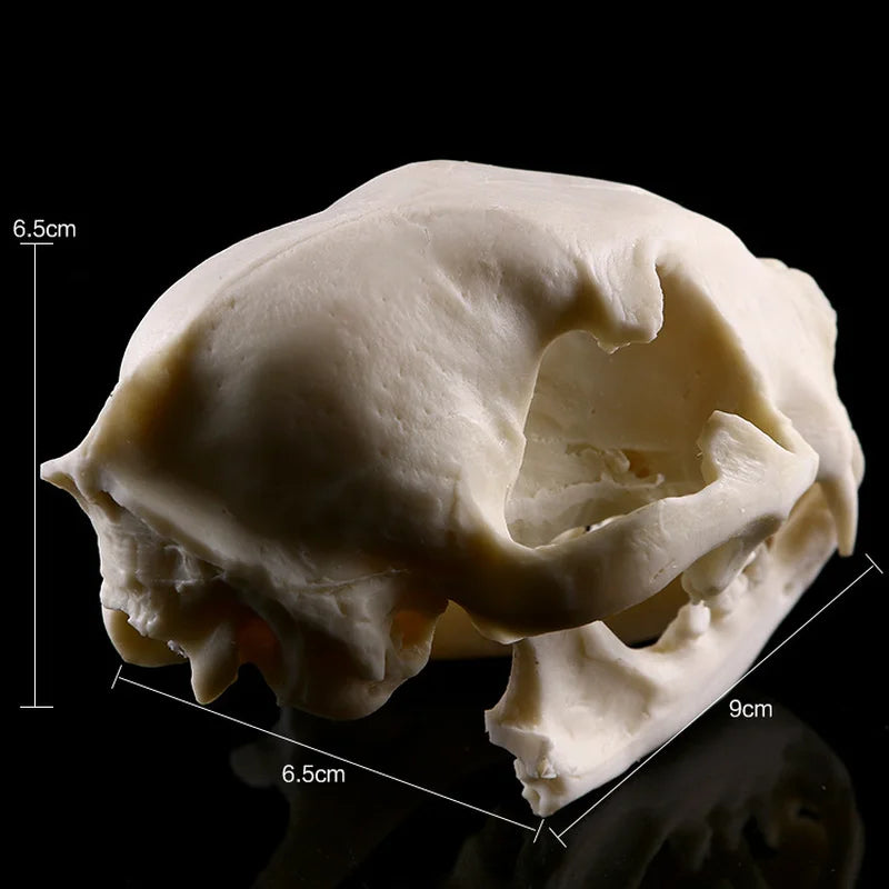 Realistic Cat Skull, Resin Skeleton Head Scale Model Decorations, 6.5 x 6.5 x 9cm Peaceful Pleasures Health and Wellness