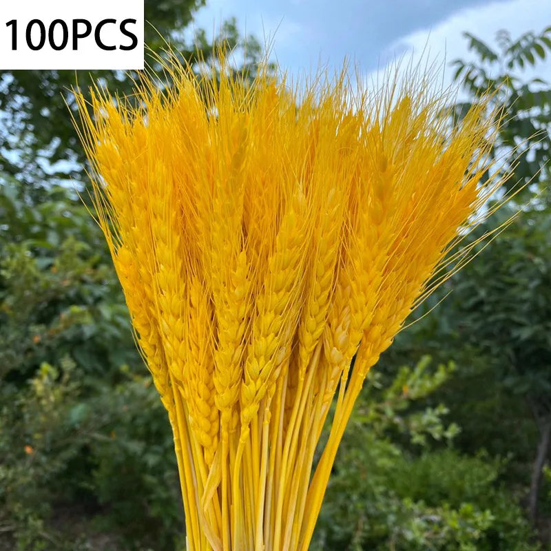 100pcs Dried Wheat Ears Bouquet – Wedding & Home Decor
