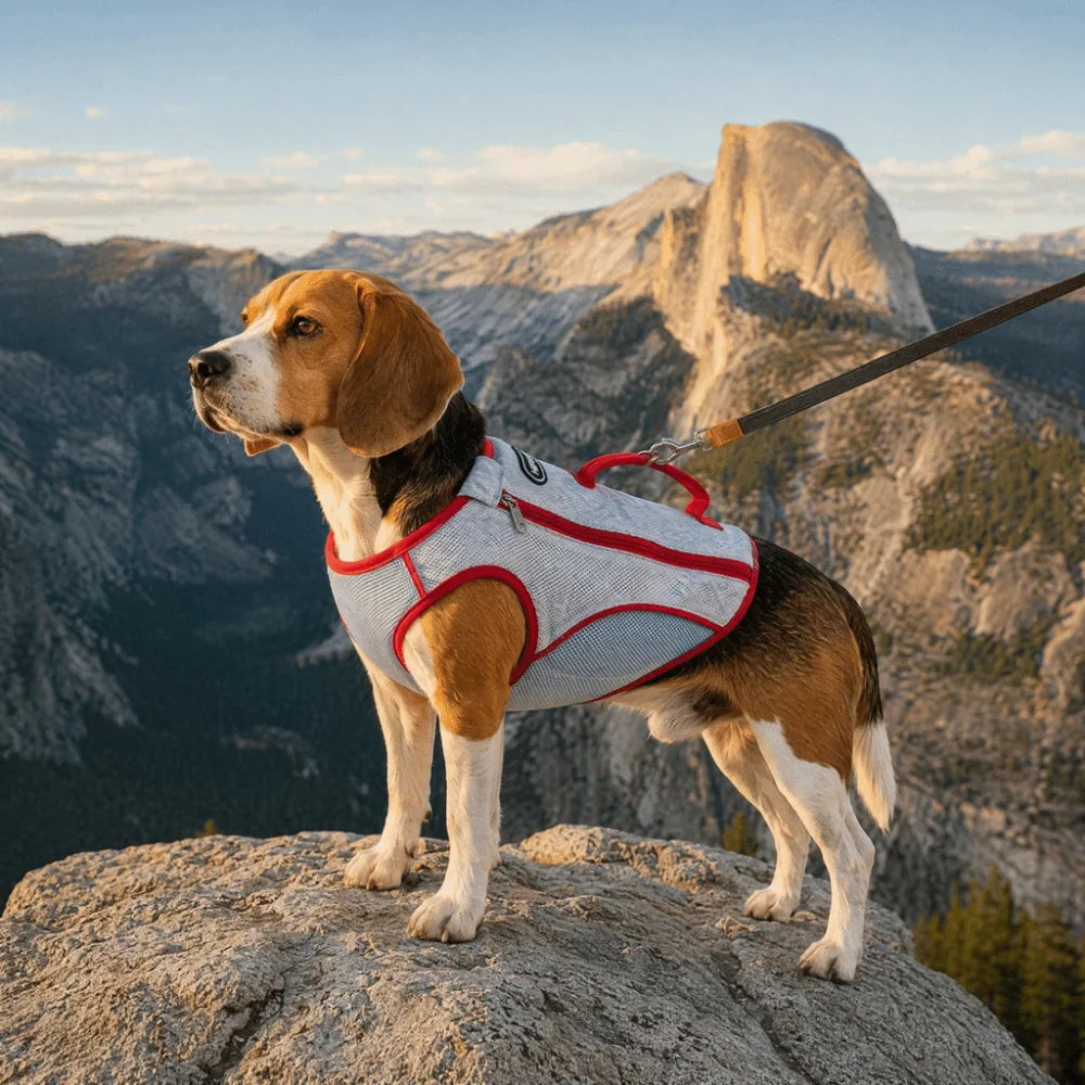 Breathable Dog Cooling Vest | UV Protection Jacket XS–3XL