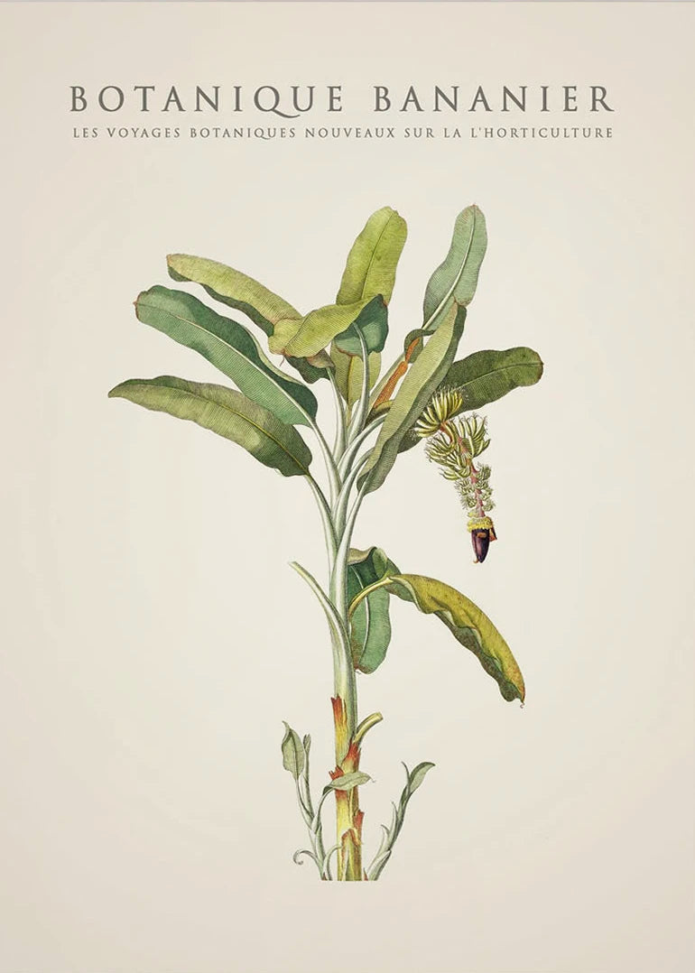 Tropical Palm & Banana Tree Vintage Botanical Canvas Wall Art Botanical Canvas Print Peaceful Pleasures Health and Wellness 15 50x70cm