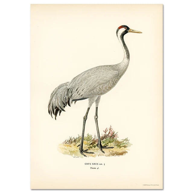 Retro Birds Poster and Print Vertebrate Canvas Painting Cormorant Bird Wall Picture Realism Art Mural Home Decor for Living Room Peaceful Pleasures Health and Wellness A3 40X50CM