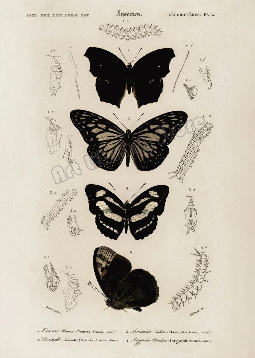 Dark Academia Gothic Moth Medusa Victorian Canvas Wall Art Print