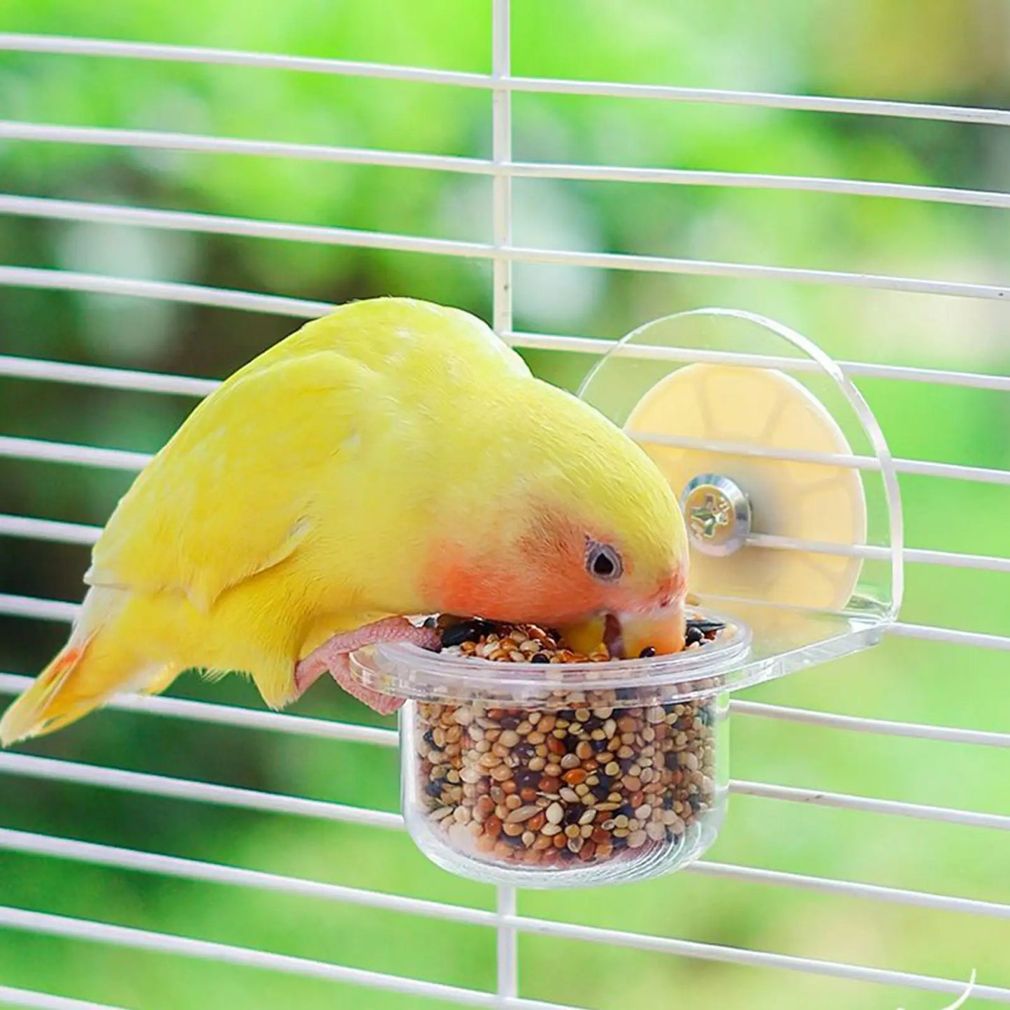 Bird Dishes for Cage Detachable Bird Cups for Cages Container Feeder Dispenser Transparent for Pet Supplies Water Squirrel Peaceful Pleasures Health and Wellness