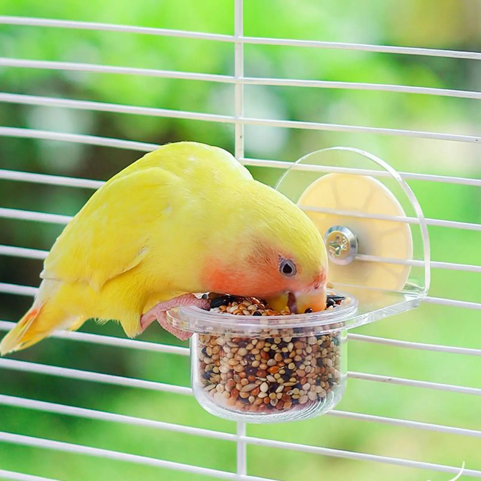 Bird Dishes for Cage Detachable Bird Cups for Cages Container Feeder Dispenser Transparent for Pet Supplies Water Squirrel Peaceful Pleasures Health and Wellness