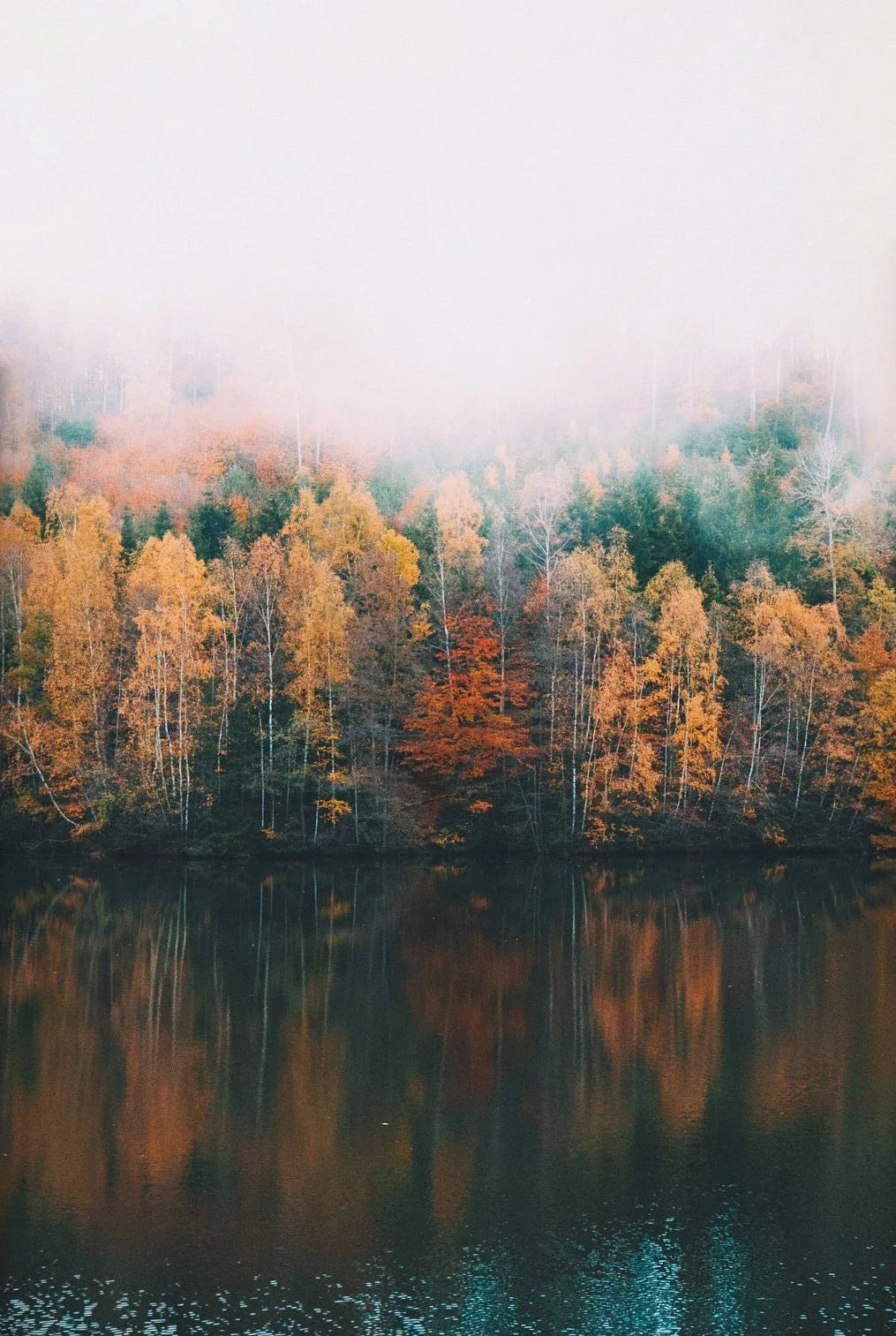 Foggy Green Forest Mountain Canvas Wall Art | Landscape Print