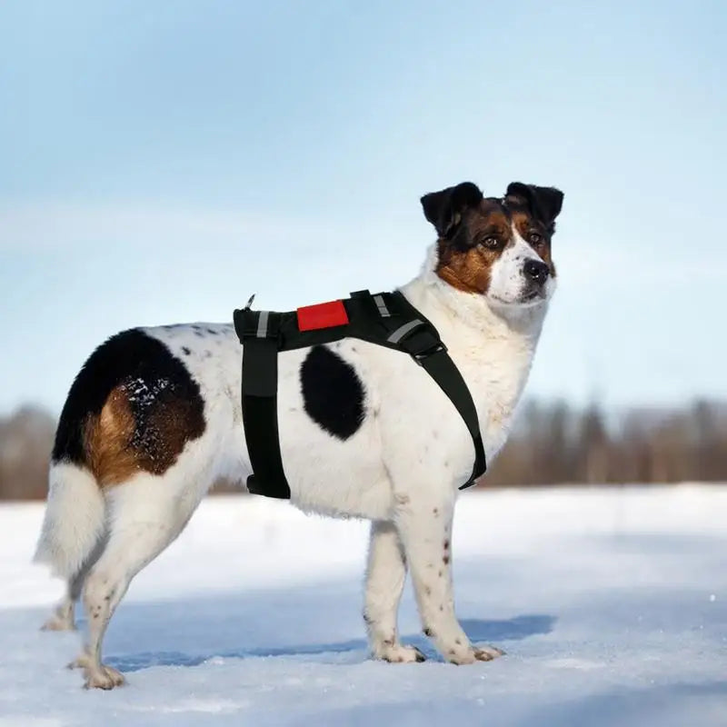 Dog Harness For Camera Soft Adjustable Dog Harness Vest Pet Chest And Back Fixation With Mounting Base Small Animal Accessories Peaceful Pleasures Health and Wellness