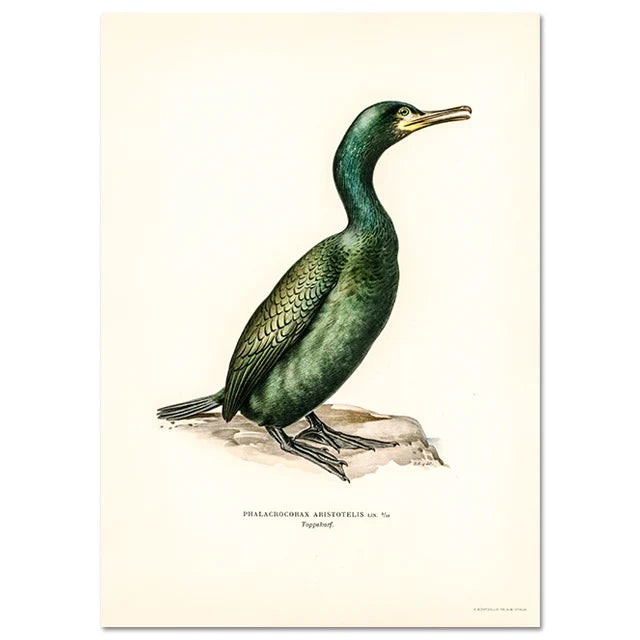 Retro Birds Poster and Print Vertebrate Canvas Painting Cormorant Bird Wall Picture Realism Art Mural Home Decor for Living Room Peaceful Pleasures Health and Wellness A1 40X50CM