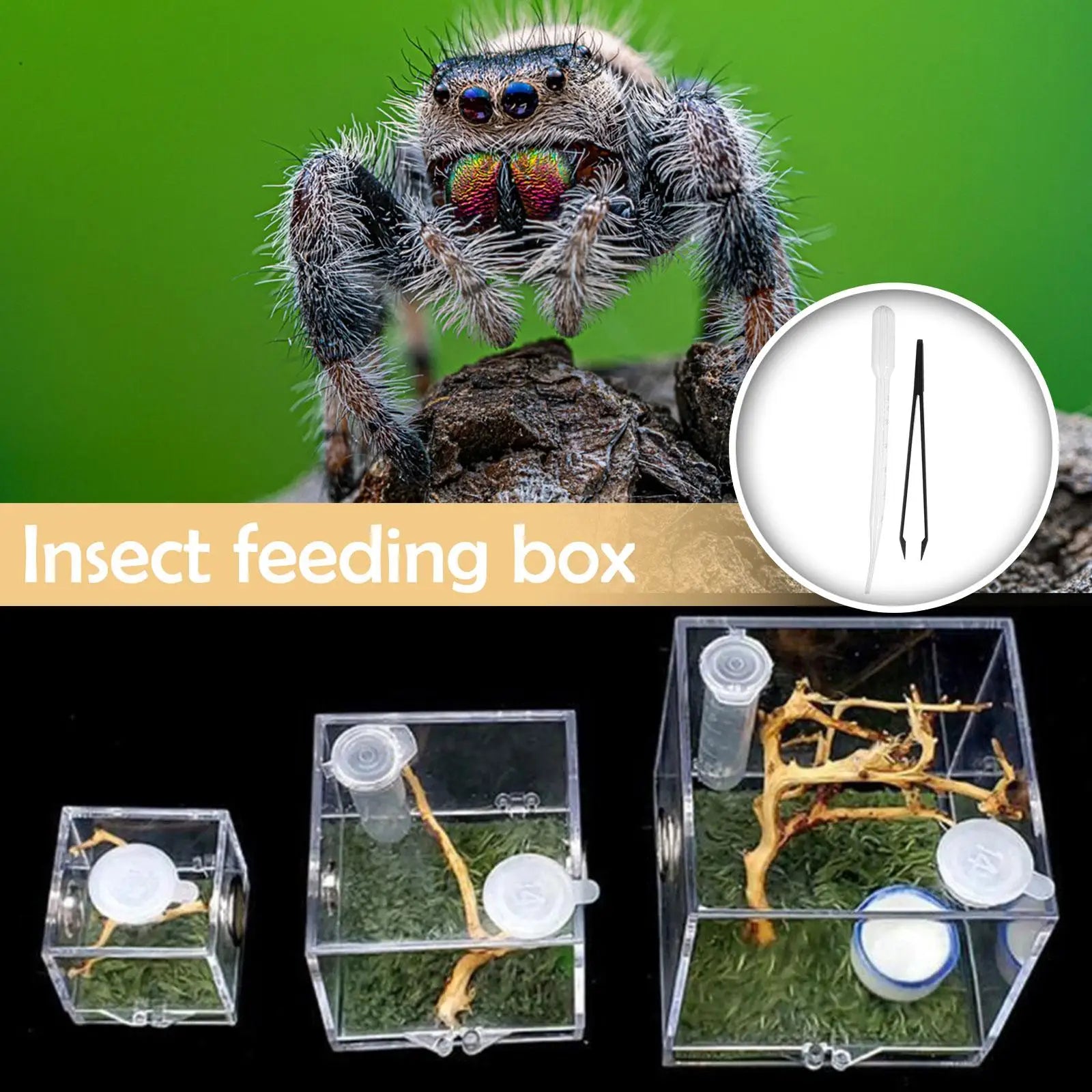 Small Reptile Feeding Box for Breeding and Feeding Insects Peaceful Pleasures Health and Wellness