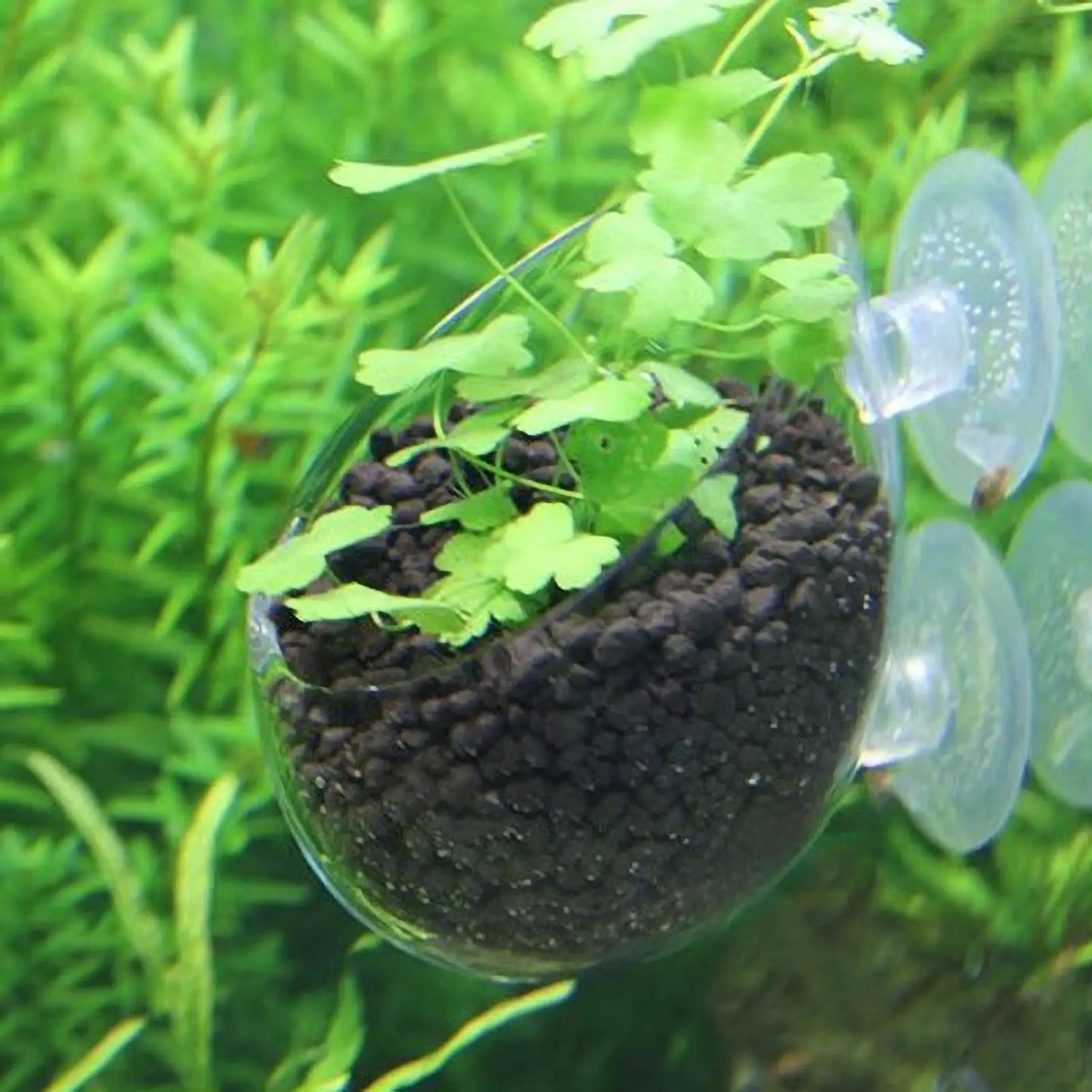 Glass Aquarium Plant Pot with Suction Cups | Fish Tank Planter
