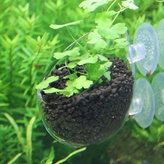 Glass Aquarium Plant Pot with Suction Cups | Fish Tank Planter Aquarium Plant Pot Peaceful Pleasures Health and Wellness