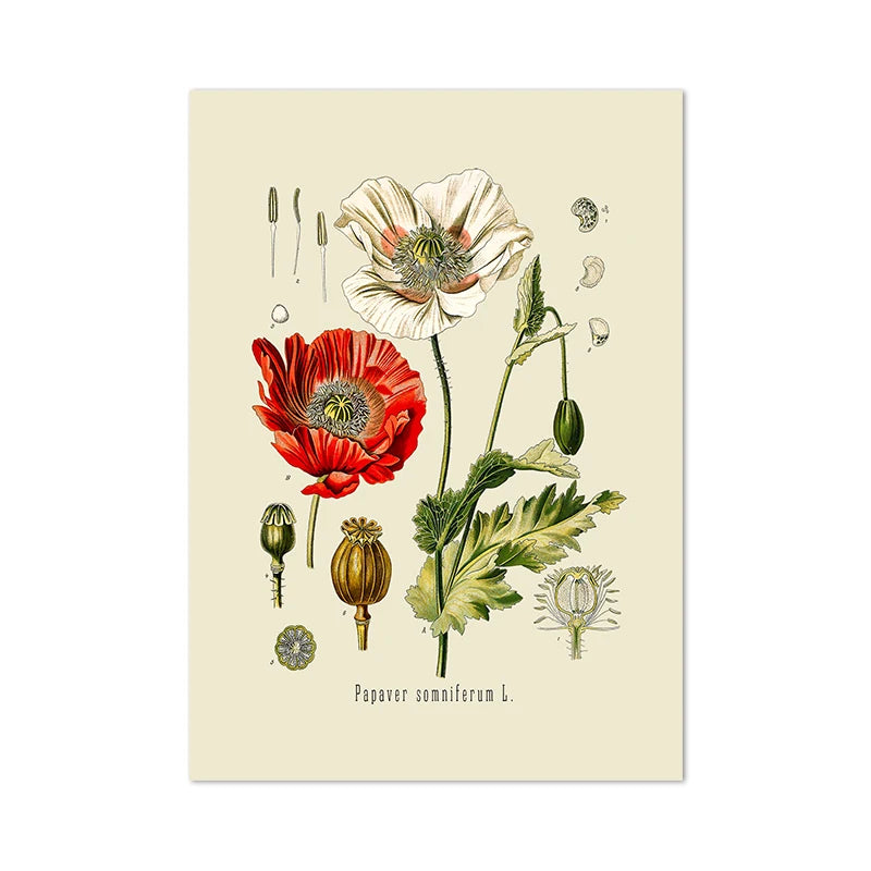 Botanical Studies Vintage Posters and Prints Antique French Plant Illustrations Canvas Painting Botany Wall Art Pictures Deco Peaceful Pleasures Health and Wellness