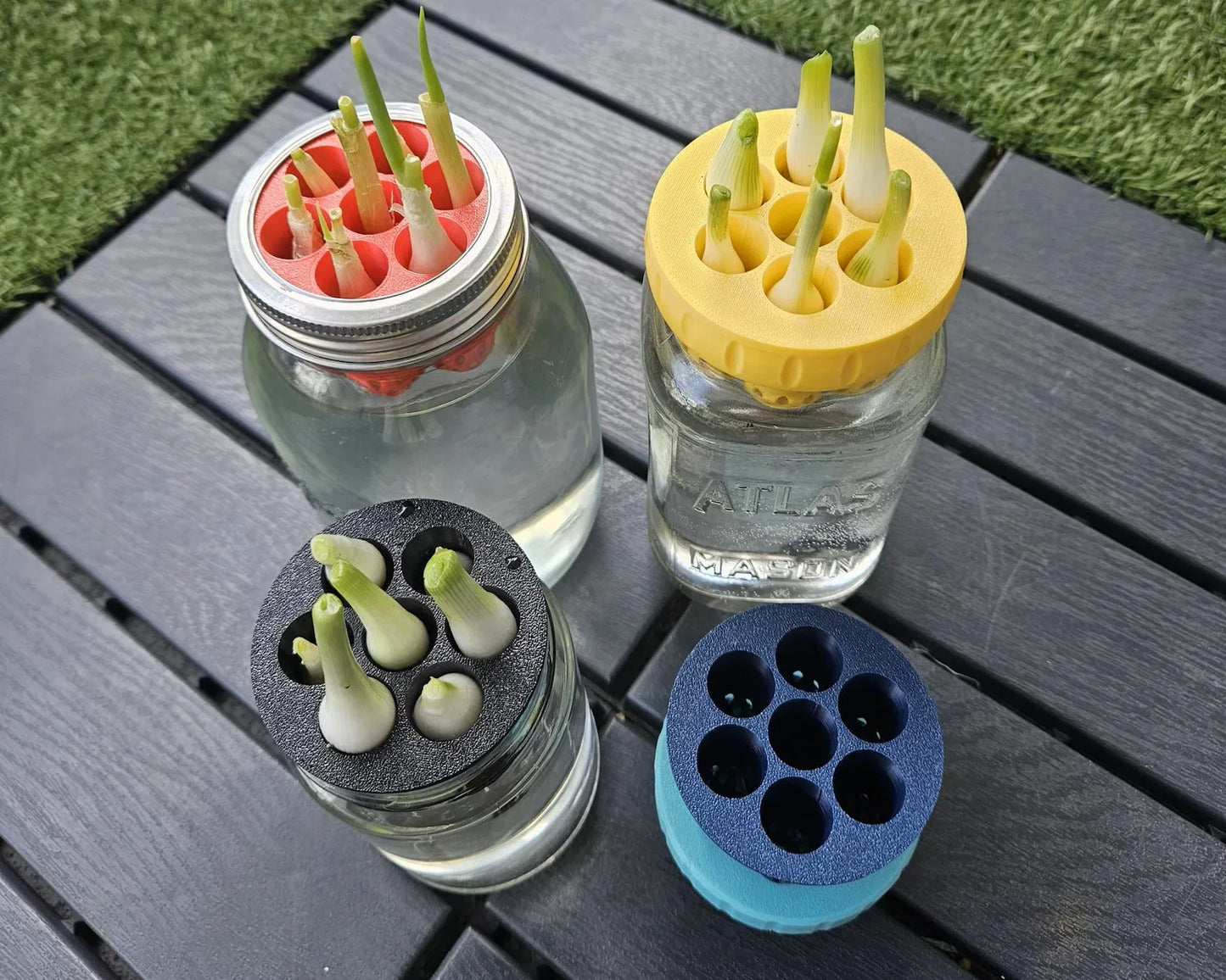 Mason Jar Green Onion Regrower Lid – Hydroponic Herb Kit