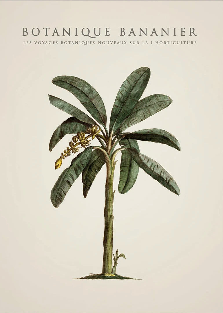 Tropical Palm & Banana Tree Vintage Botanical Canvas Wall Art Botanical Canvas Print Peaceful Pleasures Health and Wellness