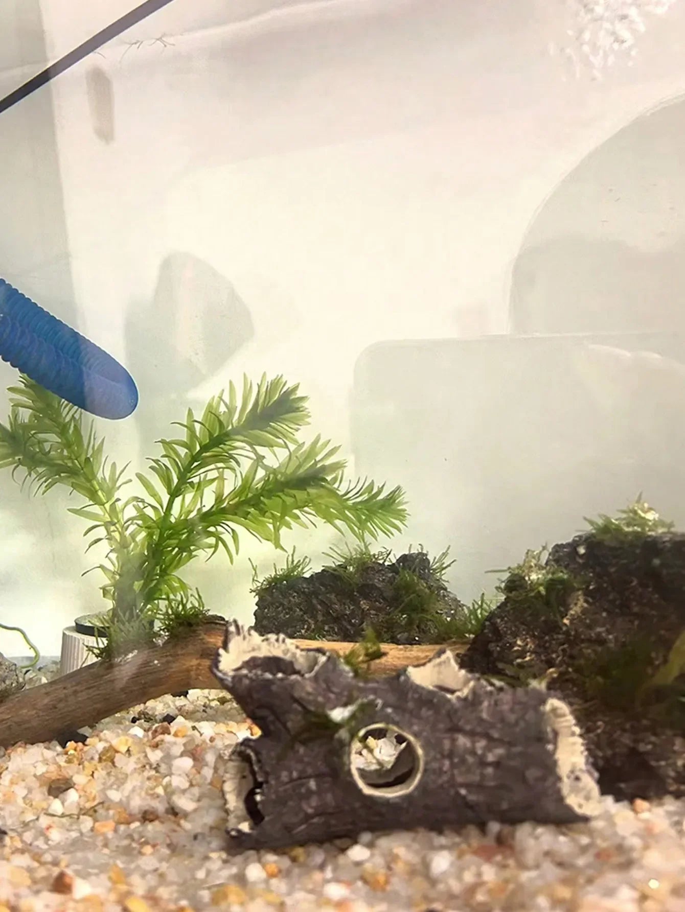 Tree Branch Aquarium Decoration | Fish & Shrimp Hiding House