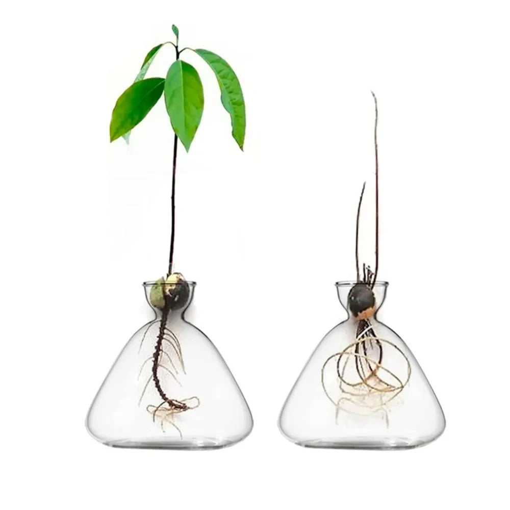 Avocado Seed Starter Glass Vase Growing Kit | Gift for Gardeners