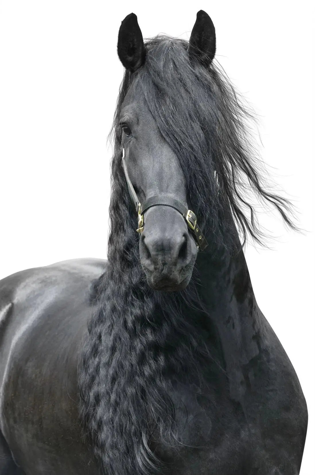 Black and White Horse Portrait Poster Print Canvas Painting Horses Running Animal Wall Picture for Farmhouse Room Home Decor Peaceful Pleasures Health and Wellness 17 20x30cm Unframed