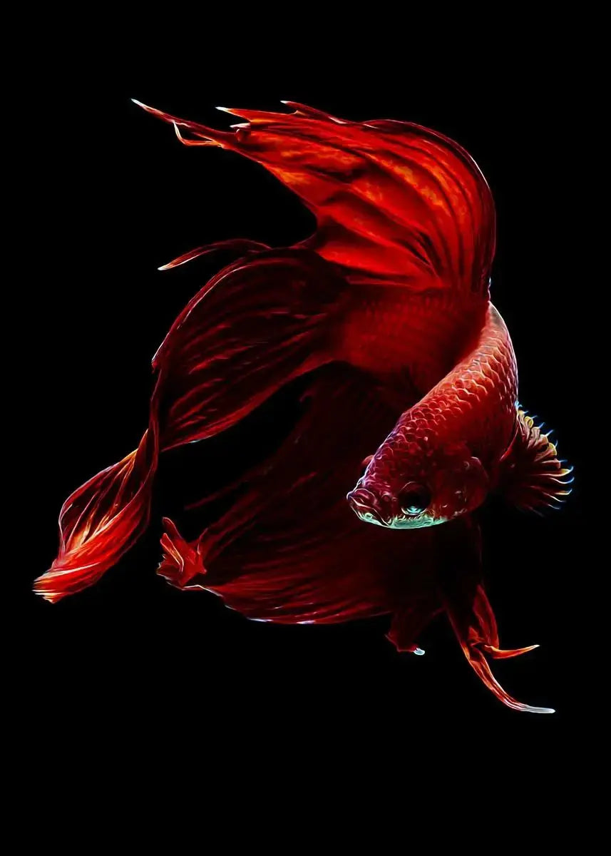 Tropical Fish Canvas Wall Art | Betta Goldfish Rainbow Fish Print
