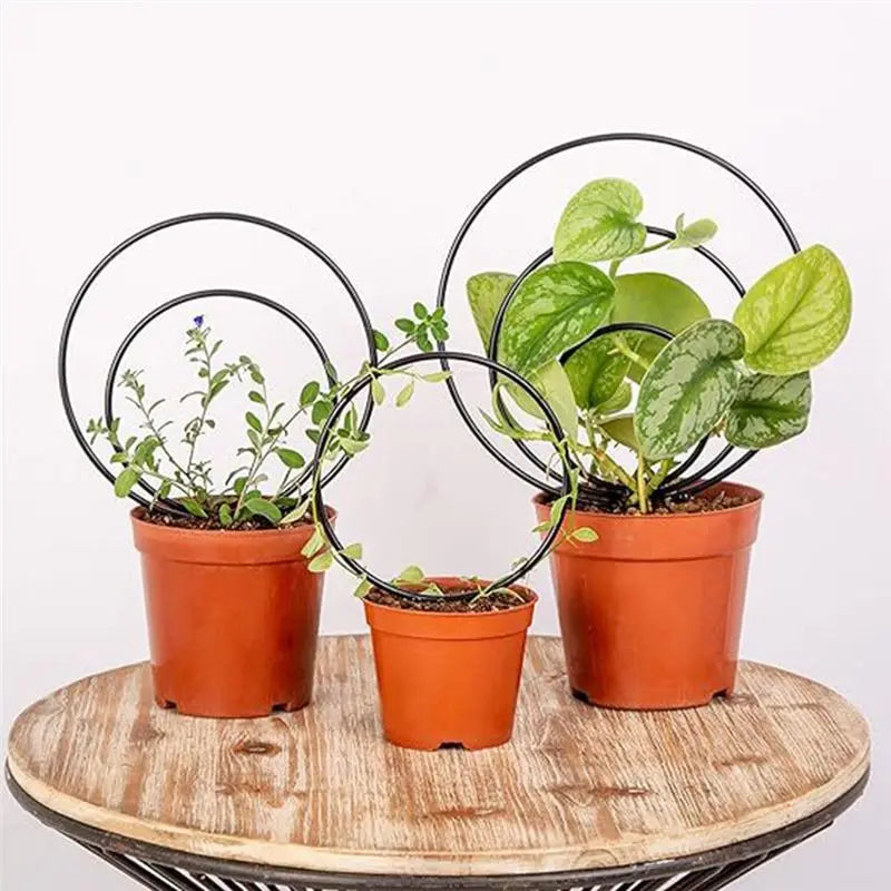 Set of 3 Round Metal Plant Trellises for Climbing Houseplants