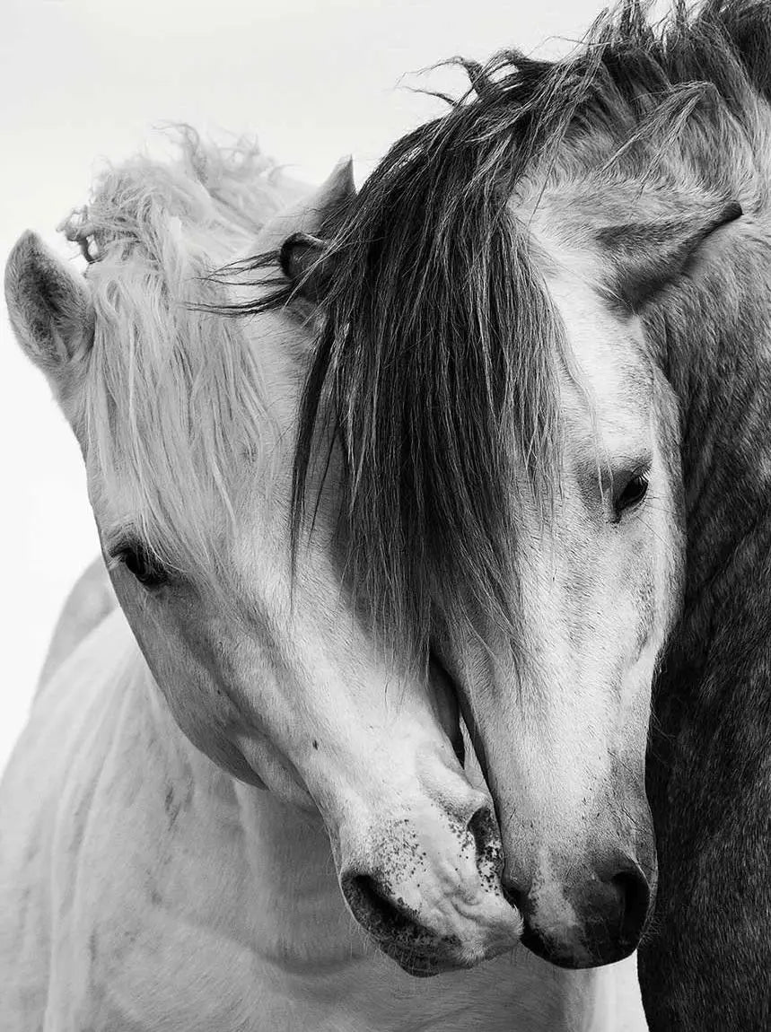 Black and White Horse Portrait Poster Print Canvas Painting Horses Running Animal Wall Picture for Farmhouse Room Home Decor Peaceful Pleasures Health and Wellness 8 20x30cm Unframed