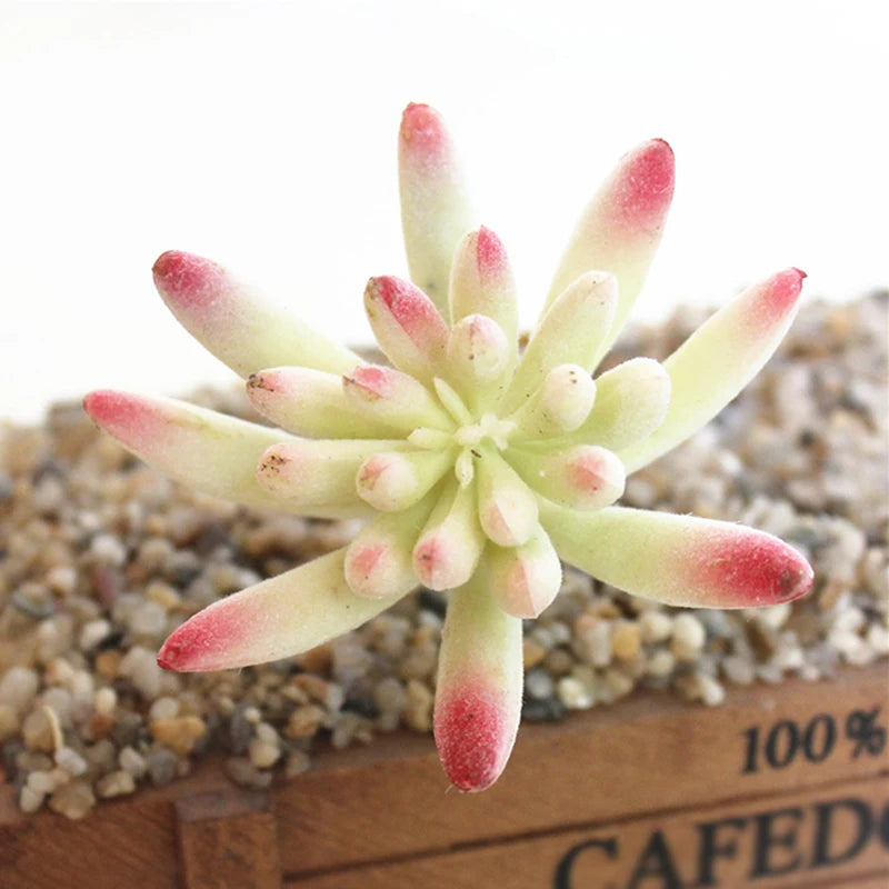 Artifical Plastic Succulent Plant Realistic Textured Cactus Mini Faux