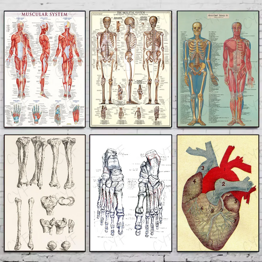 Human Anatomy Muscle System Poster HD art sticky wall waterproof home living room bedroom bar aesthetic decoration Peaceful Pleasures Health and Wellness