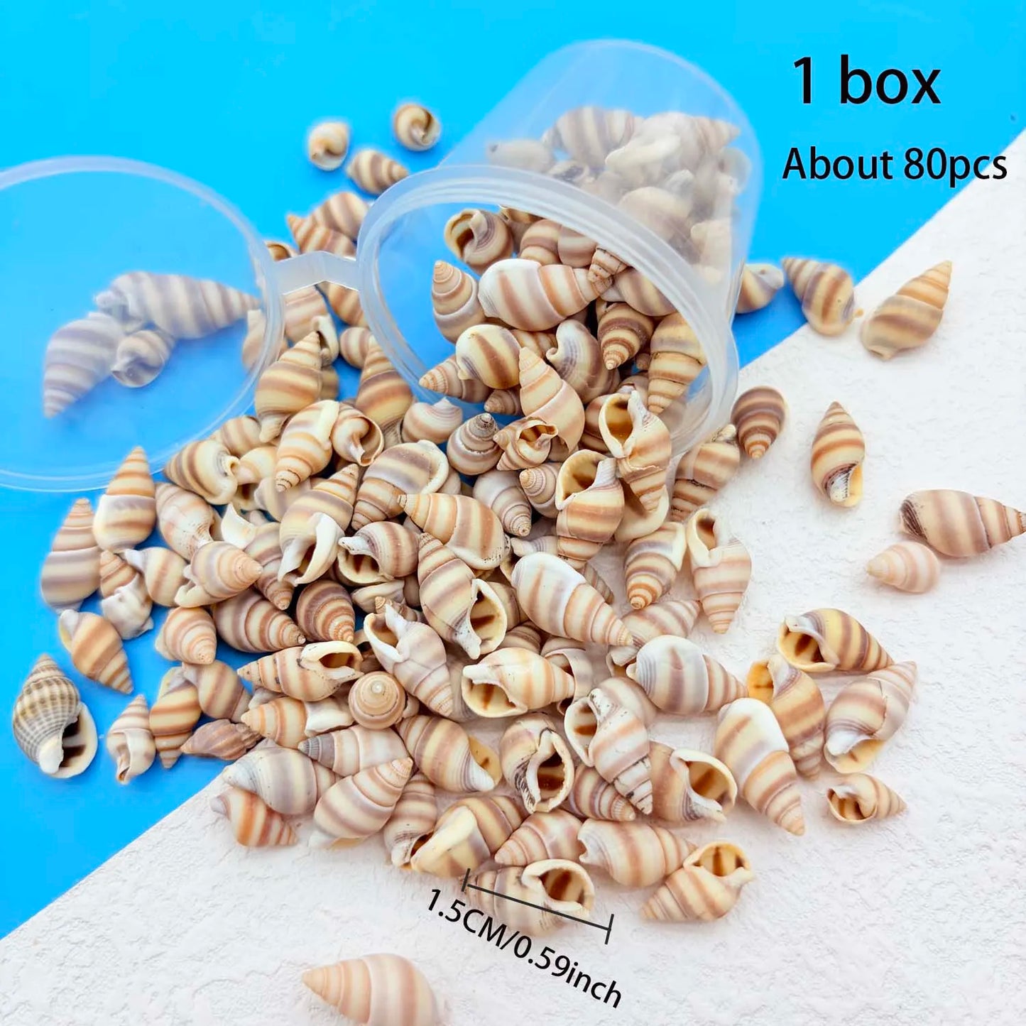 Mini Sea Shells Box – Tiny Beach Shells for Crafts & Décor