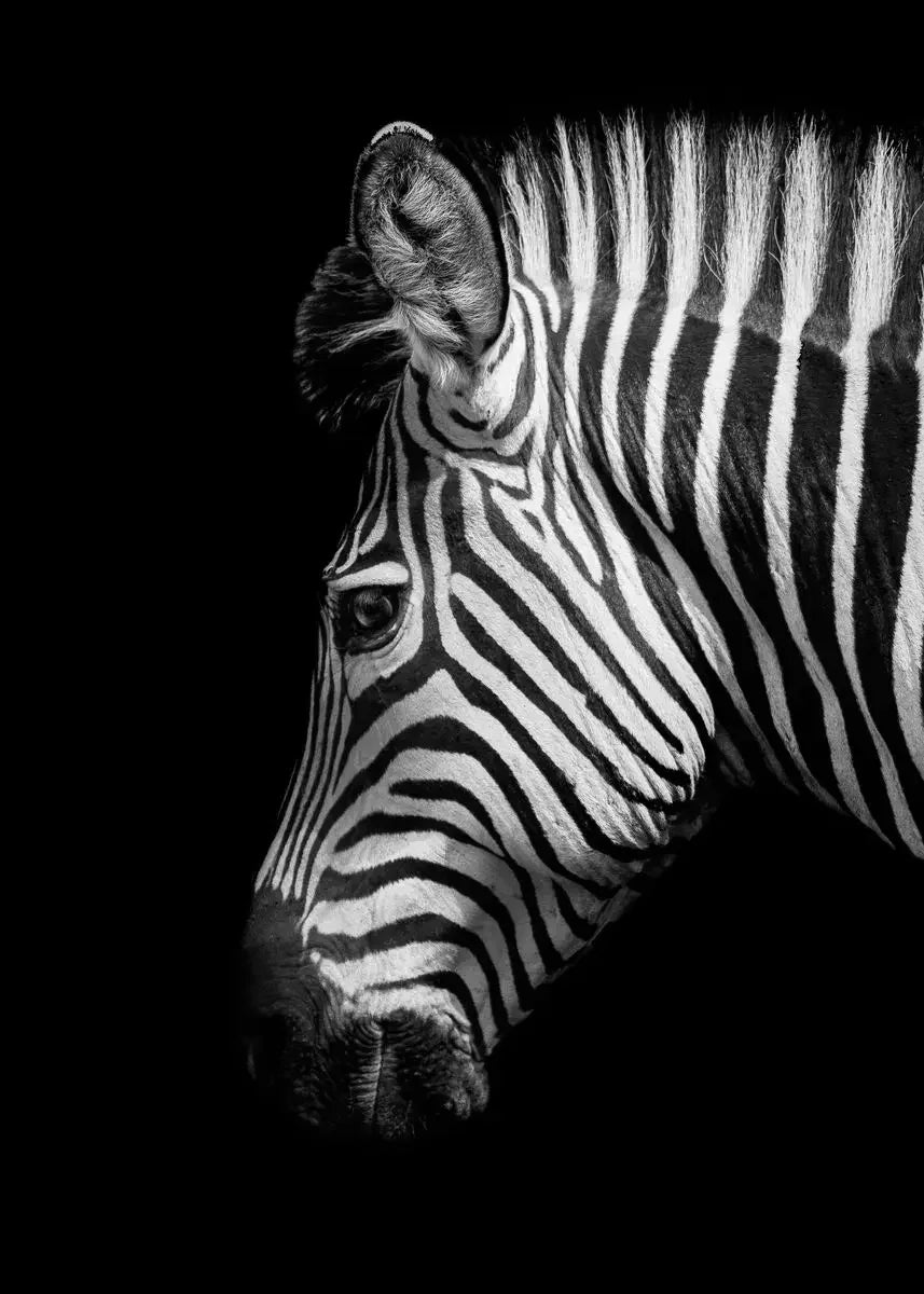 Black and White Animals Lions Family Elephant Giraffe Zebra Wall Poster Prints Canvas Painting Pictures for Kids Room Decor Peaceful Pleasures Health and Wellness 8 20x30cm Unframed