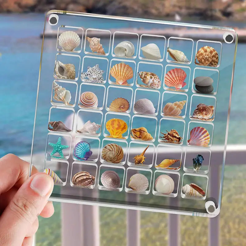 Small Shell Storage Box Mini Conch Micro Shell Specimen Collection High Transparency Box Acrylic Storage Box Peaceful Pleasures Health and Wellness