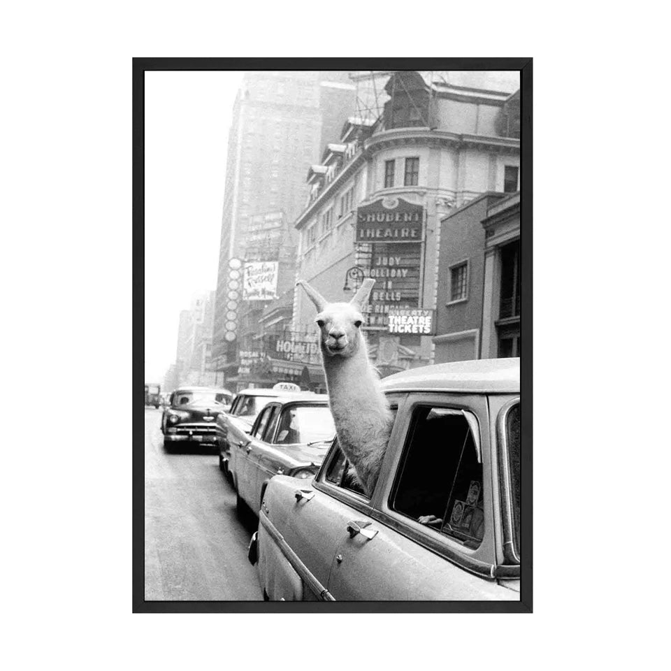 Llama in a Taxi NYC Times Square Canvas Wall Art | B&W Print