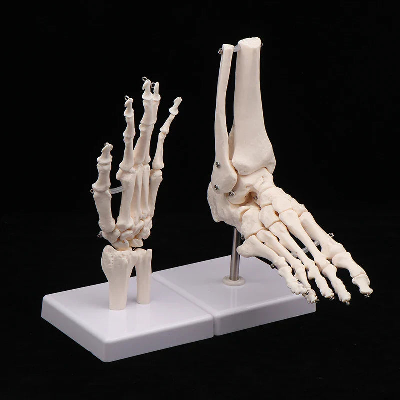 Anatomical Hand & Foot Skeleton Model – Movable Joints PVC