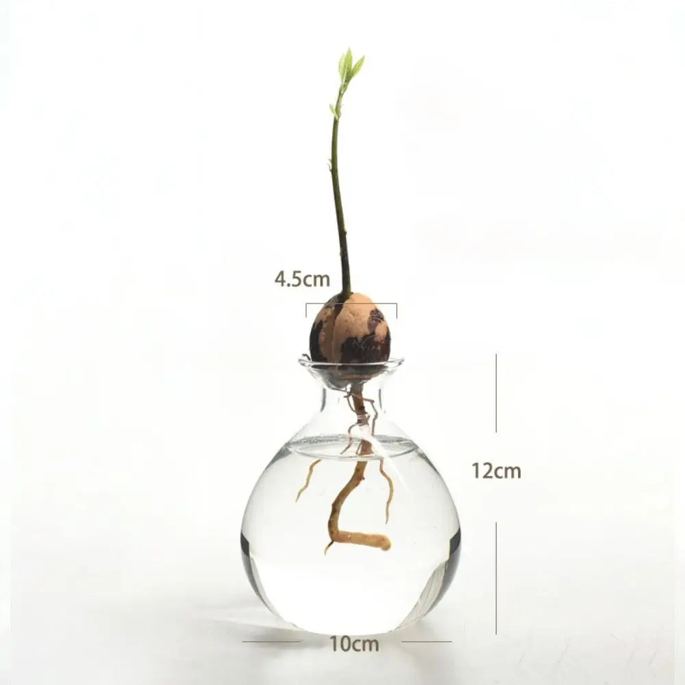 Avocado Seed Starter Glass Vase Growing Kit | Gift for Gardeners