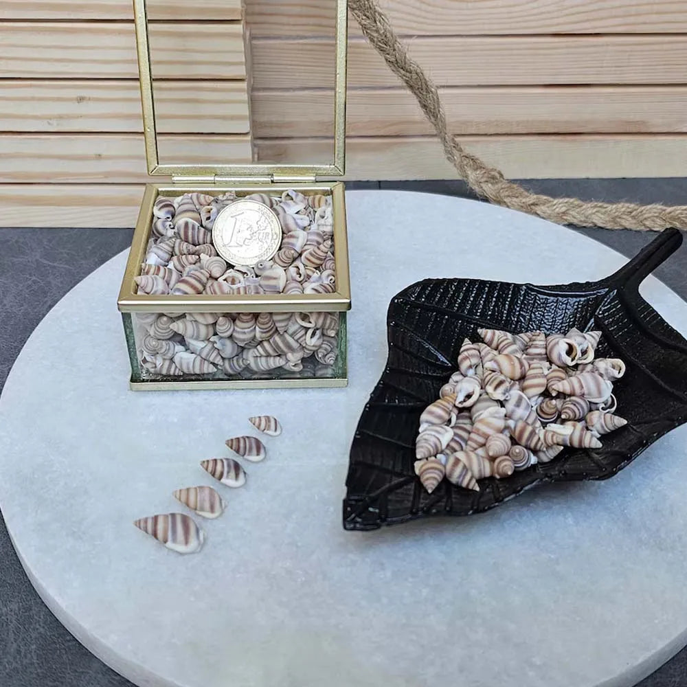Mini Sea Shells Box – Tiny Beach Shells for Crafts & Décor