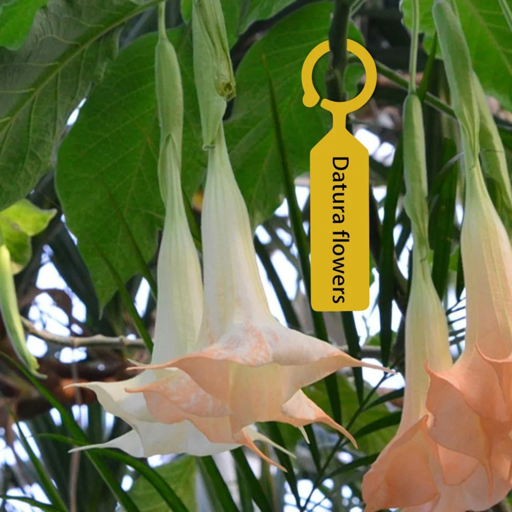 200PCS Reusable Plastic Plant Labels | Writable Nursery Tags Plant Nursery Tags Peaceful Pleasures Health and Wellness