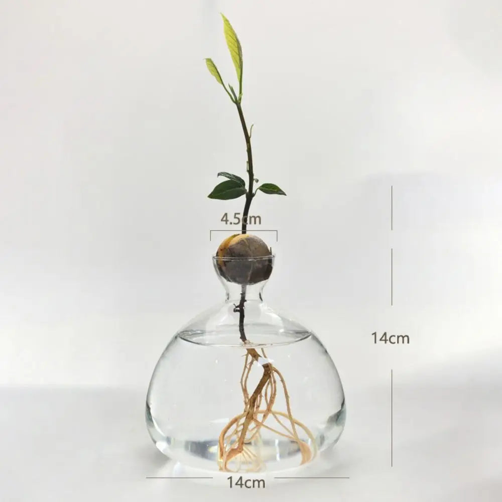 Avocado Seed Starter Glass Vase Growing Kit | Gift for Gardeners