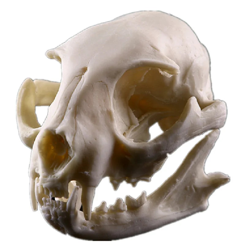 Realistic Cat Skull, Resin Skeleton Head Scale Model Decorations, 6.5 x 6.5 x 9cm Peaceful Pleasures Health and Wellness