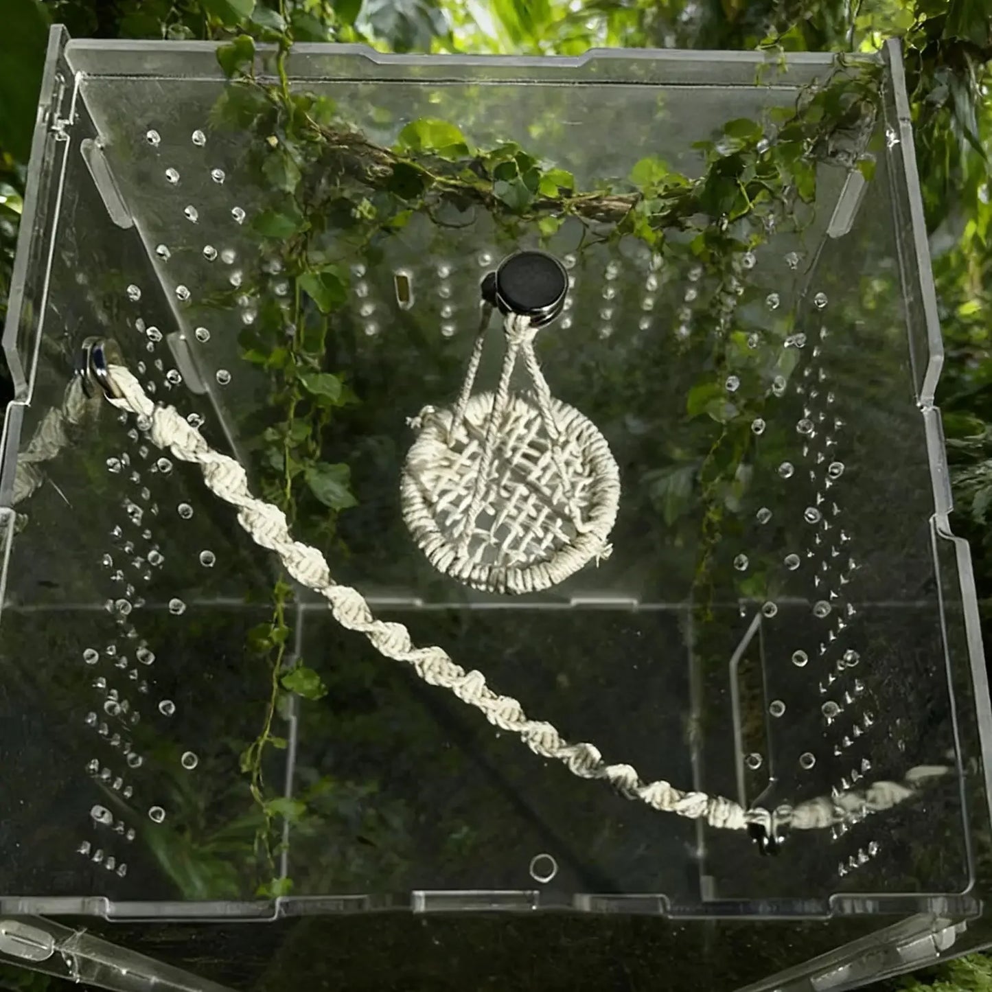 Jumping Spider Hammock & Bridge Climbing Set | Gecko Habitat