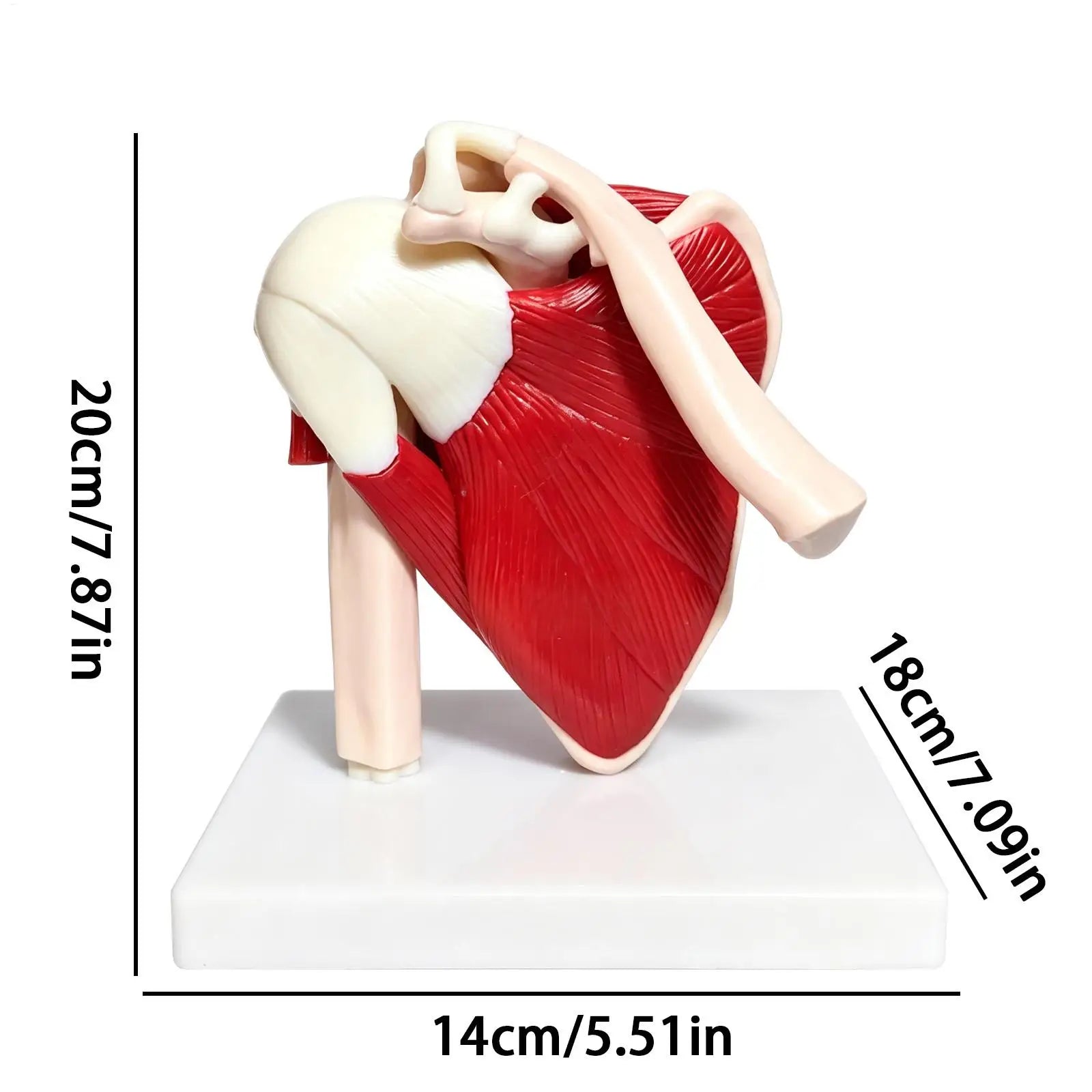 Human Anatomy Model Anatomical Education Tool Shoulder Anatomy Model For Doctor Teacher Men Women Boys Girls Youth Study Peaceful Pleasures Health and Wellness