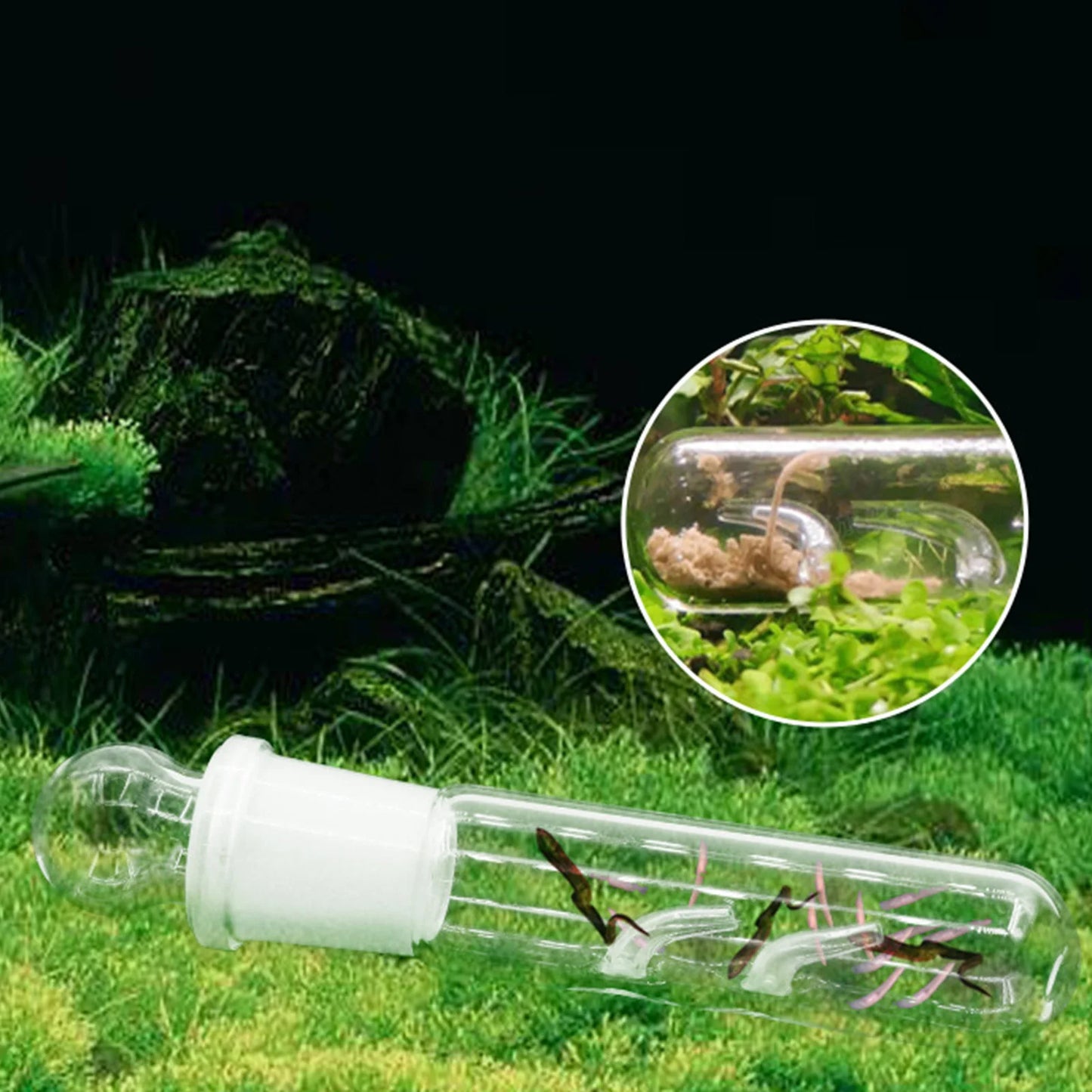 3 Holes Glass Planarian Trap Aquarium Bristle Worm Catcher Snail Trap Reduce Planaria Population In Fish Tank Peaceful Pleasures Health and Wellness