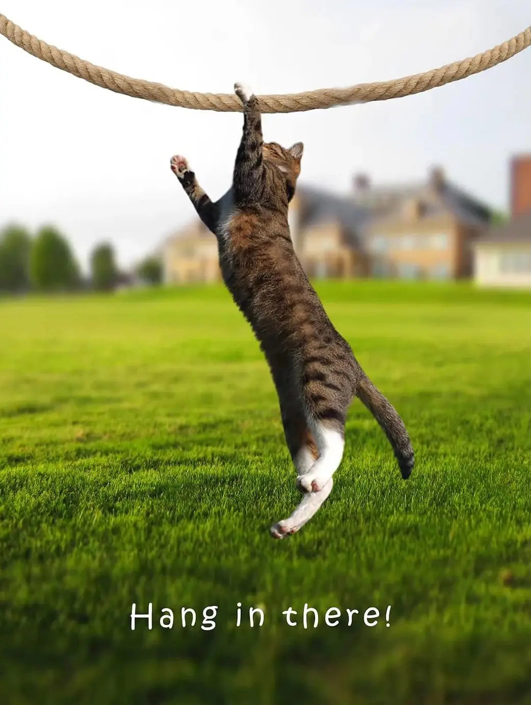 Cute Cat Yoga Canvas Wall Art | Hang In There Pet Poster