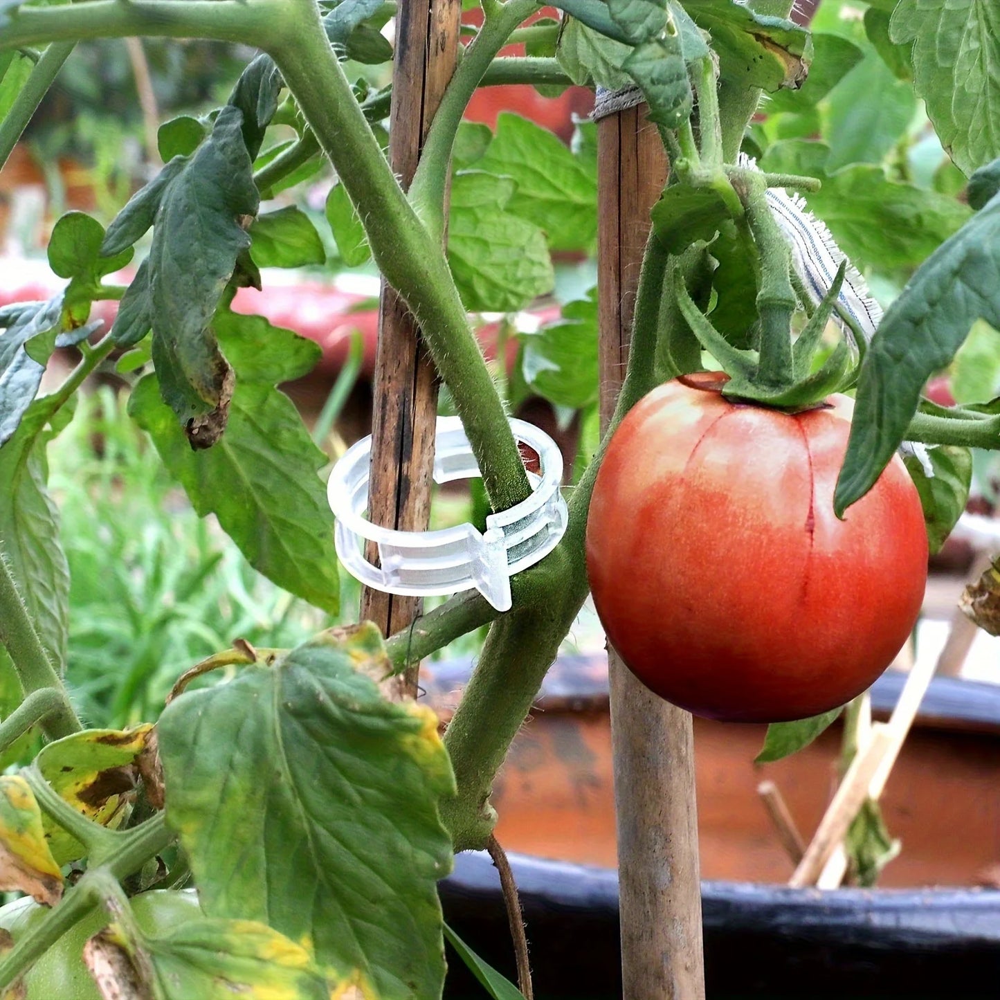 Plastic Plant Support Clips | Tomato Vine & Climbing Plant Clips