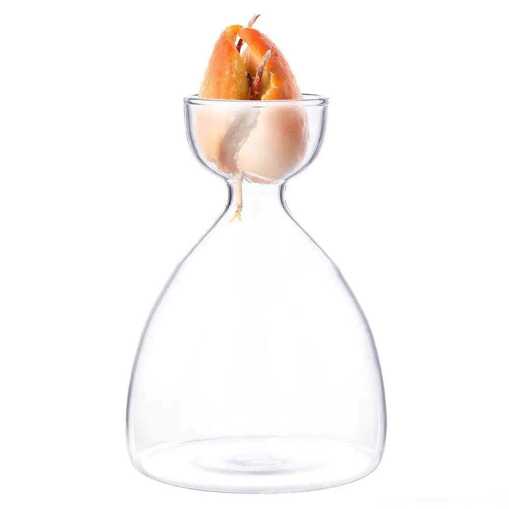 Avocado Seed Starter Glass Vase Growing Kit | Gift for Gardeners