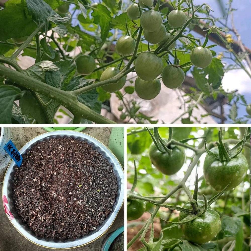 30g Bacillus Lateralosporus Green Organic Fertilizer for Agricultural Use Boosts Crop Growth & Soil Health Naturally Peaceful Pleasures Health and Wellness