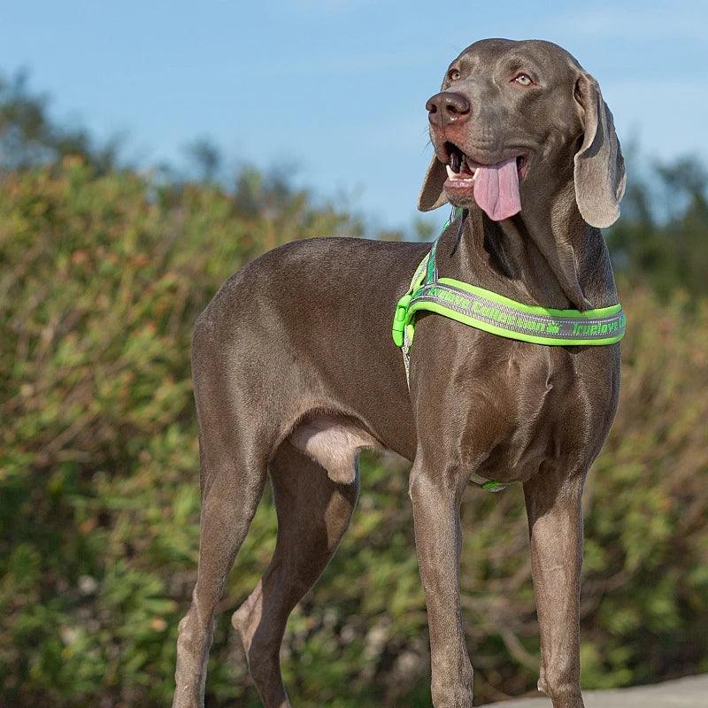 Truelove Reflective Breathable Dog Harness Vest – TLH58121 Peaceful Pleasures Health and Wellness Gray Grass Green XL China Mainland