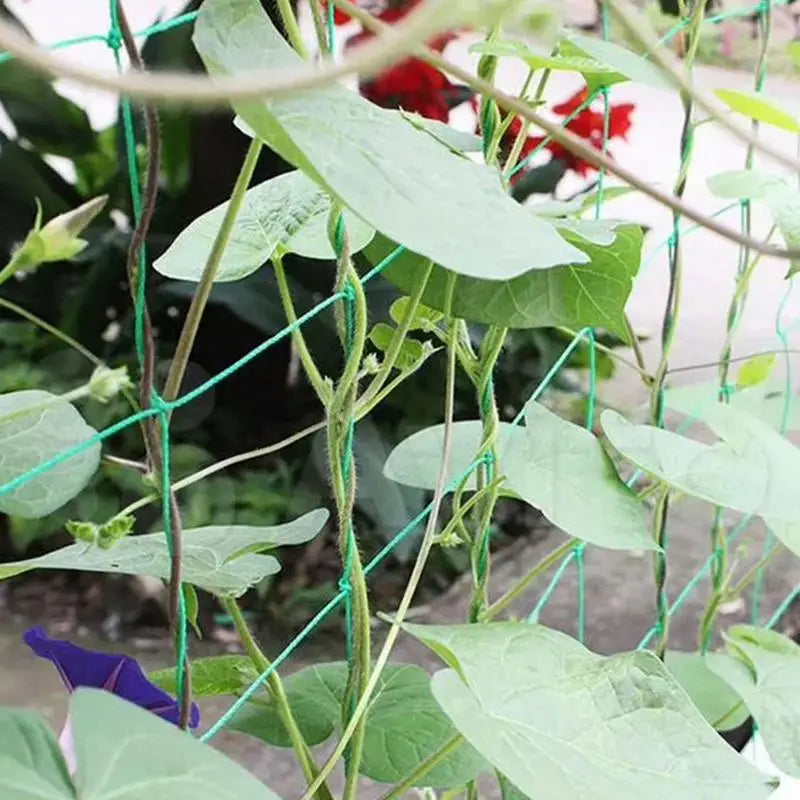 9Strands Plant Climbing Netting For Cucumbers Vines Fruits Vegetables Trellis Netting Durable Nylon Plant Support Mesh Net Peaceful Pleasures Health and Wellness