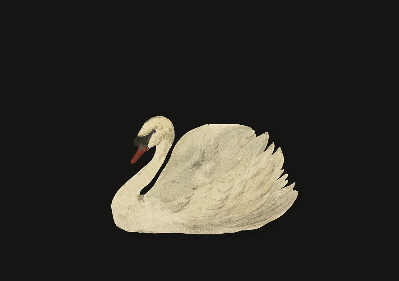 Antique Swan Watercolor Canvas Wall Art | Farmhouse Decor
