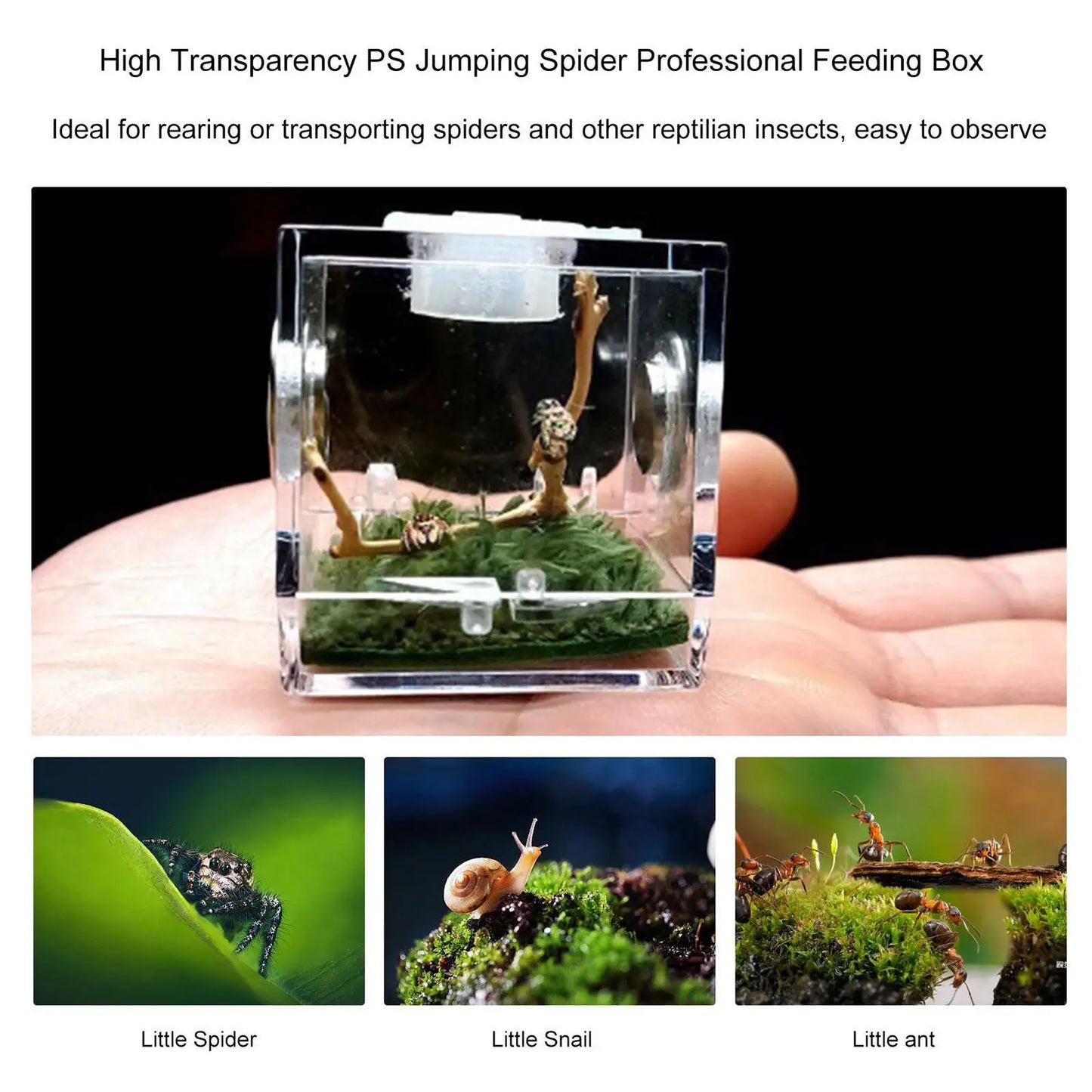 Transparent Spider & Insect Breeding Box | Reptile Habitat