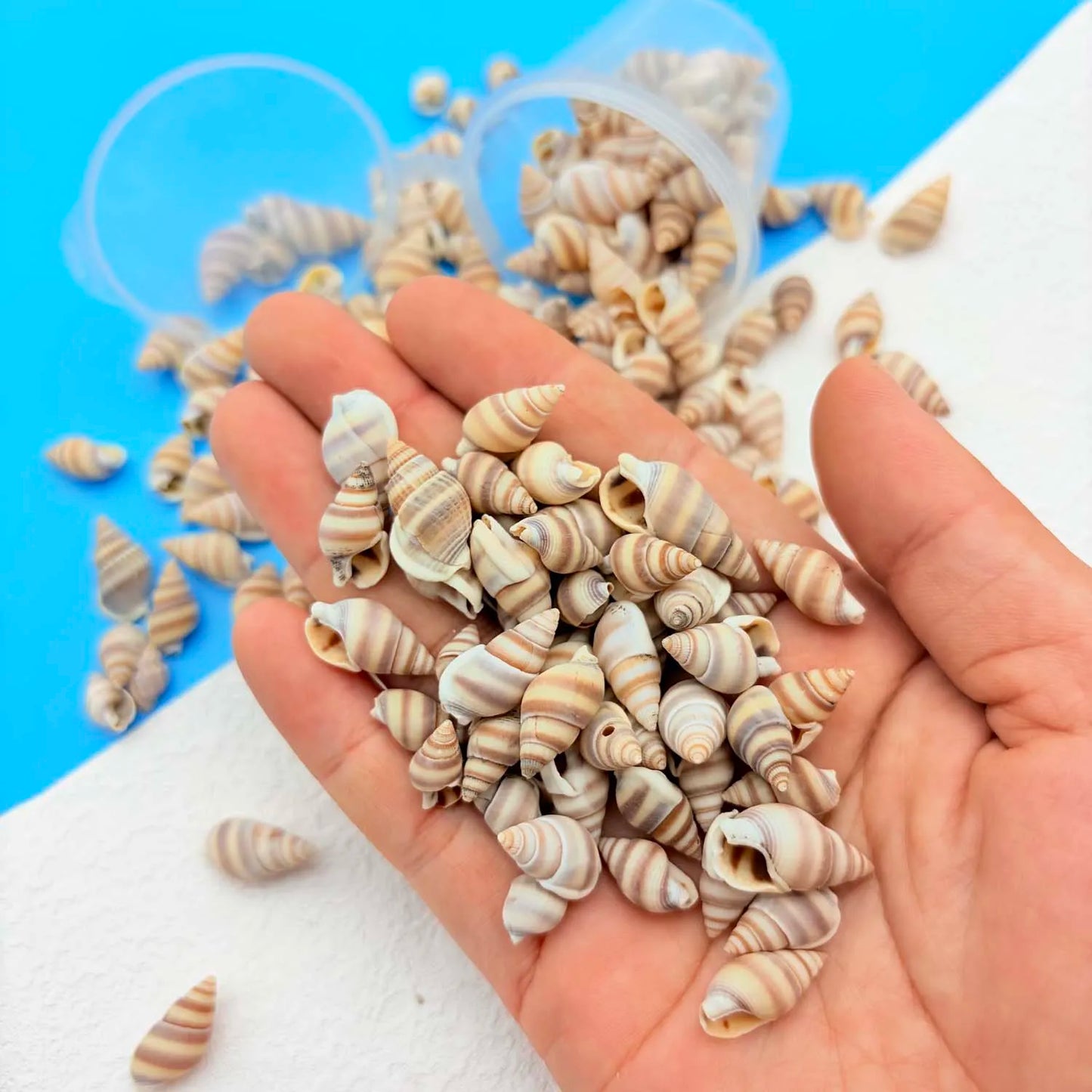 Mini Sea Shells Box – Tiny Beach Shells for Crafts & Décor